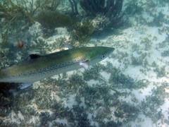 Scomberomorus regalis