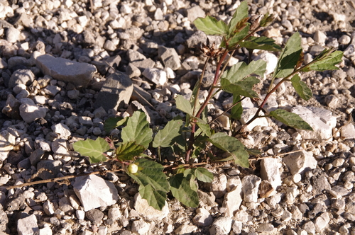 Image of Cienfuegosia drummondii by (c) Eric Knight, some rights reserved (CC BY)