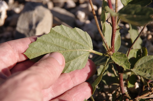 Image of Cienfuegosia drummondii by (c) Eric Knight, some rights reserved (CC BY)