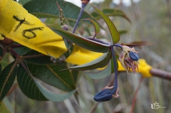 Manihot jacobinensis