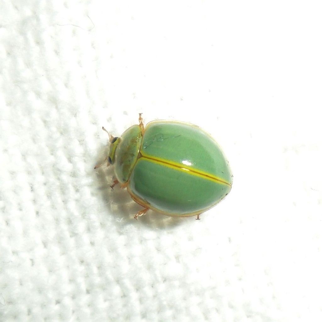 Carpinchita