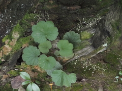 Heuchera parviflora saurensis