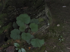 Heuchera parviflora saurensis
