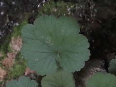 Heuchera parviflora saurensis