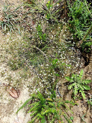 Pharnaceum aurantium