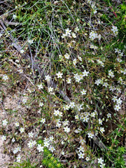 Pharnaceum aurantium