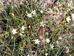 Pharnaceum aurantium