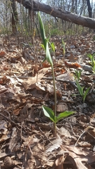 Liliales