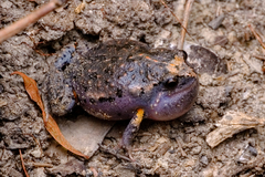 Uperoleia laevigata