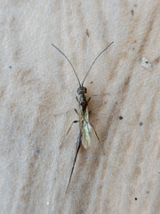 Monomachidae