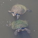 Mary River Turtle - Photo (c) Dianne Clarke, some rights reserved (CC BY-NC), uploaded by Dianne Clarke