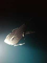 Rhincodon typus