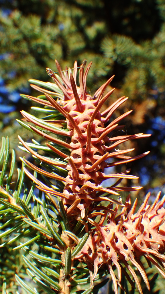 Douglas Fir Adelgid