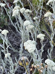 Helichrysum crispum