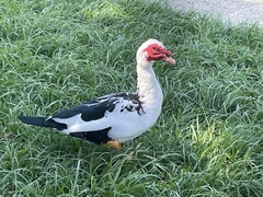 Cairina moschata domestica