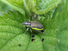 Chlorophanus viridis