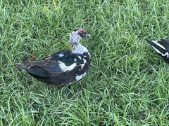 Cairina moschata domestica
