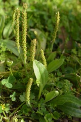 Plantago