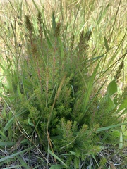 Erica lusitanica