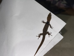 Sphaerodactylus grandisquamis