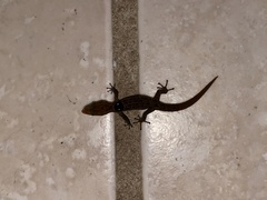 Sphaerodactylus grandisquamis