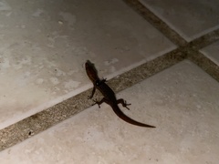 Sphaerodactylus grandisquamis