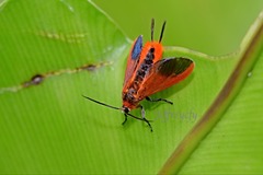 Phauda flammans