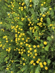 Chrysocoma coma-aurea