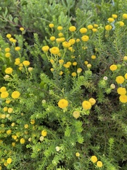 Chrysocoma coma-aurea