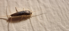Ctenolepisma longicaudatum