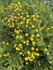 Chrysocoma coma-aurea