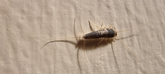 Ctenolepisma longicaudatum