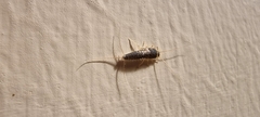 Ctenolepisma longicaudatum