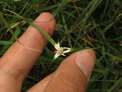 Rhynchospora blepharophora