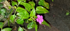 Mirabilis jalapa