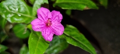 Mirabilis jalapa