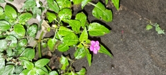Mirabilis jalapa