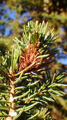 Pineus similis