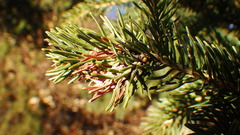 Pineus similis