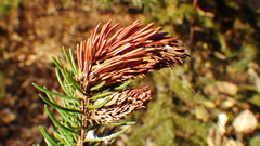 Pineus similis