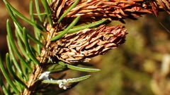 Pineus similis