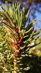 Pineus similis