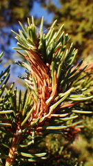 Pineus similis