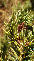 Pineus similis