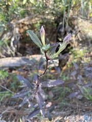 Ruellia caroliniensis var. succulenta image