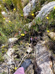 Osteospermum asperulum