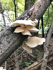 Fungi
