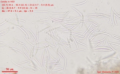 Fusarium