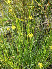 Osteospermum asperulum