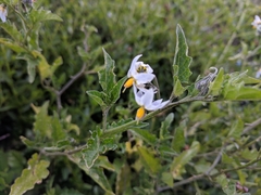 Solanum furcatum